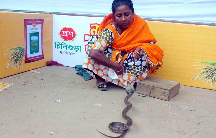 সাপের খেলা দেখানো হচ্ছে। অনেকেই আগ্রহের সঙ্গে সাপের খেলা উপভোগ করেছেন। ছবি : বিপ্লব দিক্ষিৎ