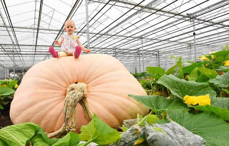 মানব শিশুর চেয়ে বড় আকারের এই কুমড়াটি ইংল্যান্ডের একটি সবজির বাগানে জন্মেছে।
