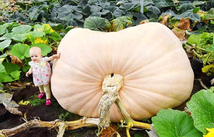 বিশাল আকারের এ কুমড়া নিয়ে খেলা করতে চাইছে শিশুটি।