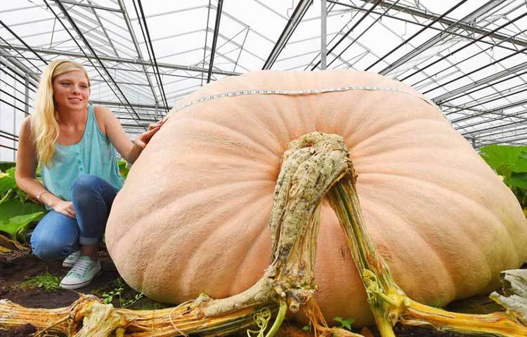 কুমড়াটি আকারে এতই বড় যে মাপার ফিতা দিয়েও মাপা যাচ্ছে না।