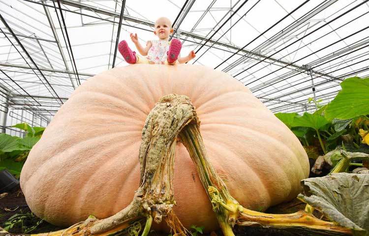 কুমড়ার উপরে বসতে পেরে খুবই আনন্দিত শিশুটি। প্রতিদিন অনেকেই এ কুমড়ার ছবি তুলতে আসছেন।