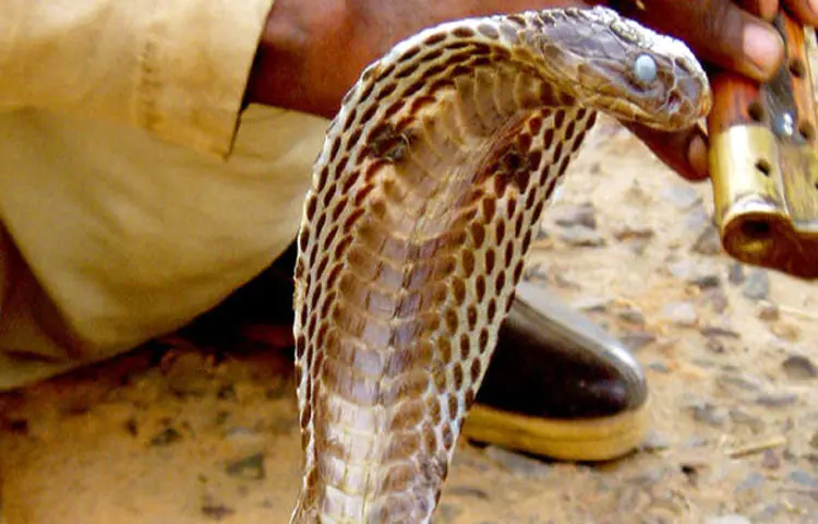 snake