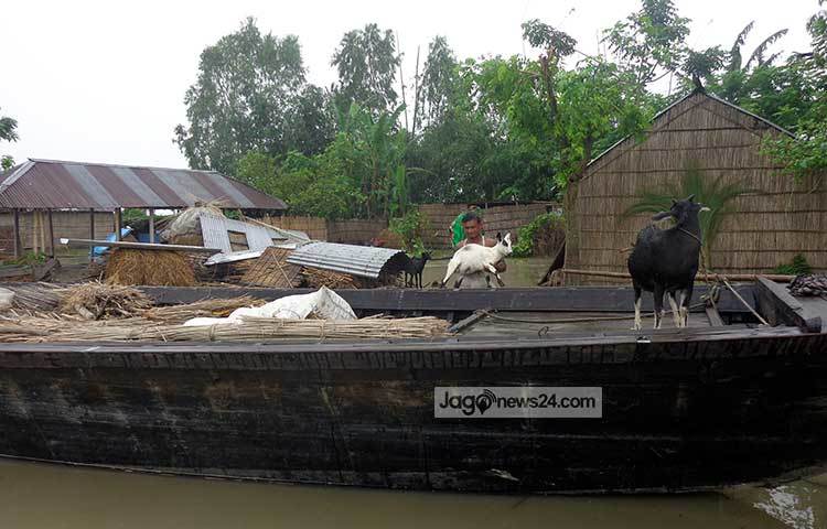 পানিতে ডুবে যাওয়া অঞ্চলের গবাদি পশু নৌকায় করে নিরাপদ আশ্রয়ে নিয়ে যাচ্ছে। ছবি : রওশন আলম পাপুল