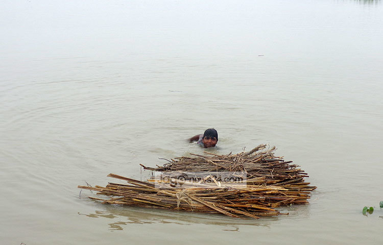 পানিবন্দি হয়ে পড়েছে গাইবান্ধা জেলার ১০টিরও বেশি ইউনিয়নের ২০ হাজারের বেশি মানুষ। জ্বালানি কাঠ পানিতে ভাসিয়ে নিয়ে যাচ্ছেন একজন। ছবি : রওশন আলম পাপুল