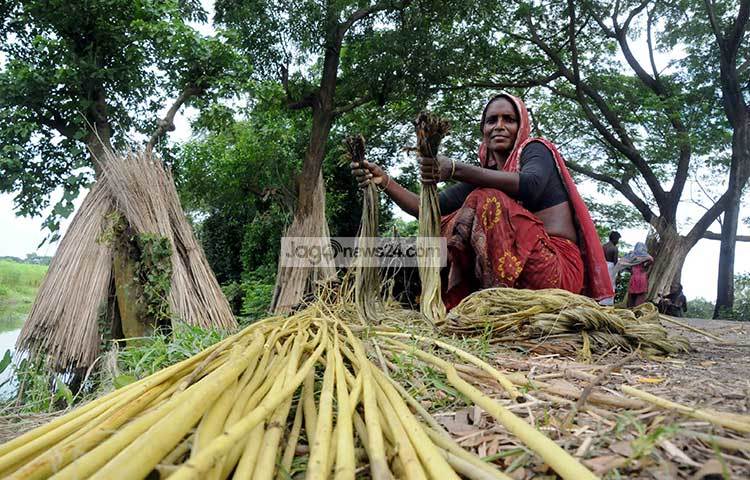 পাট সংগ্রহের পরে কাঠিও শুকিয়ে রাখা হচ্ছে। বাজারে এই পাট কাঠিরও ব্যাপক চাহিদা রয়েছে। ছবি : বিপ্লব দিক্ষিৎ
