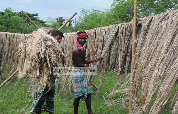 পাট রোদে শুকিয়ে তা বাজারে বিক্রির উপযোগী করা হয়েছে। শুকনো পাট সংগ্রহের কাজে ব্যস্ত চাষীরা। ছবি : বিপ্লব দিক্ষিৎ