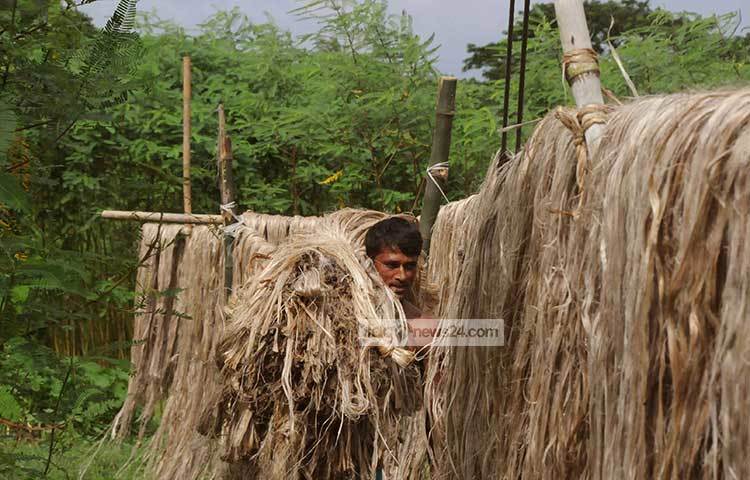 মুন্সীগঞ্জ জেলার অনেক চাষী পাট চাষ করে জীবীকা নির্বাহ করেন। এই মৌসুমে পাট কাটা আর সংগ্রহের কাজে তারা সকাল-সন্ধ্যা ব্যস্ত থাকেন। ছবি : বিপ্লব দিক্ষিৎ