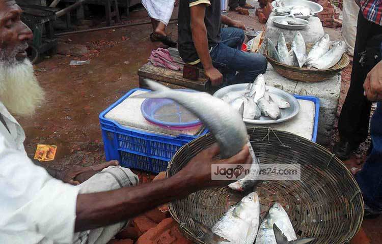 ইলিশের বাজারে ক্রেতাদের ভিড়। জানাগেছে, অনেক ট্রলার মালিক তাদের বিগত দিনের লোকসানের বোঝা পুষিয়ে উঠতে সক্ষম হবেন। ছবি : হাসান মামুন