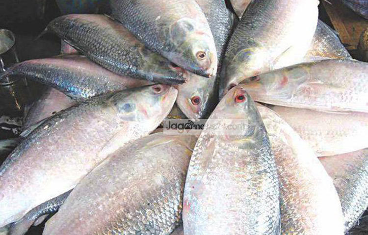 উপকূলীয় মৎস্য অবতরণকেন্দ্র পাথরঘাটায় সবচেয়ে কম দামে ইলিশ মাছ বিক্রি হচ্ছে। এক কেজি  ইলিশ বিক্রি হচ্ছে সাড়ে তিনশত টাকা দরে। ছবি : হাসান মামুন