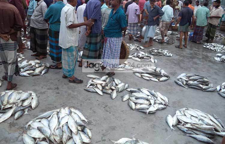 এতদিন দরিদ্র ও নিম্ন আয়ের মানুষের ইলিশ কেনা ছিল চিন্তার বাইরে। এখন বেশি ইলিশ ধরা পড়ায় দাম অনেক কমেছে, ফলে সবাই কিনতে পারছে। পিরোজপুরে ইলিশের কেজি ৬ ’শ থেকে ৭ ’শ টাকায় বিক্রি হচ্ছে। ছবি : হাসান মামুন