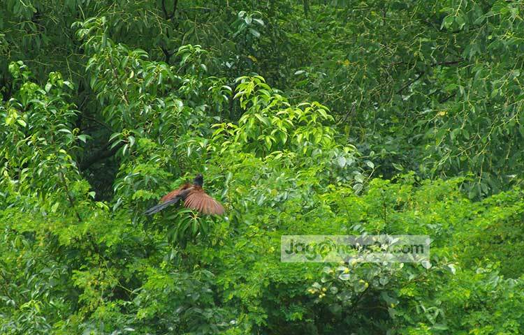 গাঢ় সবুজের মাঝে পাখিদের ওড়াউড়ি। এই অভয়ারণ্যে নানা প্রজাতির পাখি বাস করে। ছবি : মহিব্বুল্লাহ্ চৌধুরী