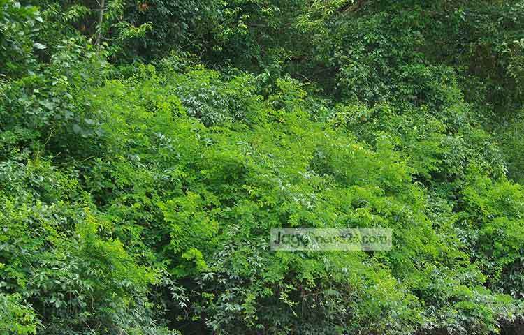 সোনারচরের এই সৌন্দর্য উপভোগ করতে হলে পর্যটকদের একটু ঝামেলা পোহাতে হবে। কারণ সোনারচরের আশপাশের রূপ ঘুরে দেখতে নেই কোনো আধুনিক যান। ছবি : মহিব্বুল্লাহ্ চৌধুরী