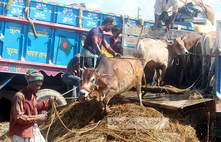 ট্রাক থেকে গরু নামাচ্ছেন ব্যবসায়ীরা। খুব সতর্কতার সঙ্গে গরুগুলো নামানো হচ্ছে। ছবি : বিপ্লব দিক্ষিৎ