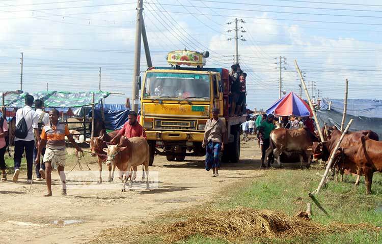 জমে উঠেছে কোরবানির গরুর হাট। রাজধানীর বিভিন্ন স্থান থেকে ক্রেতারা গরু কিনতে ছুটে আসছেন। ছবি : বিপ্লব দিক্ষিৎ