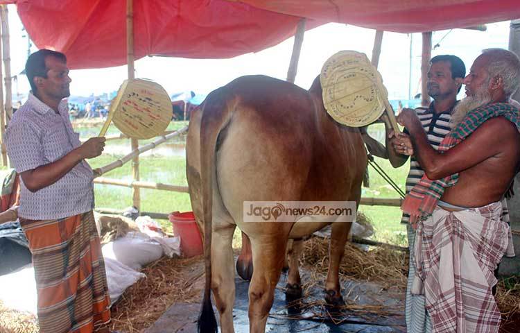 প্রচণ্ড গরমে অস্থির কোরবানির গরুকে পাখা দিয়ে বাতাস করছেন দুজন। পশুর প্রতি এমন মায়া দেখে সত্যিই মুগ্ধ হতে হয়! ছবি : বিপ্লব দিক্ষিৎ