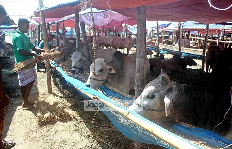 গরুকে খাবার দিতে ব্যস্ত একজন ব্যবসায়ী। ব্যবসায়ীরা আশা করছেন এবারও তারা গরুর ভালো দাম পাবেন। ছবি : বিপ্লব দিক্ষিৎ