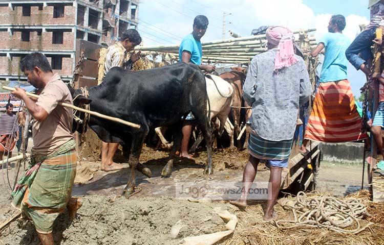 ছুটছে গরু। রাগী গরুকে সামলাতে চেষ্টা করছেন ব্যবসায়ীরা। ছবি : বিপ্লব দিক্ষিৎ