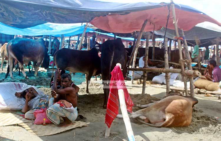 গরু নিয়ে রাত-দিন ব্যস্ত থাকার কারণে ক্লান্ত হয়েছে তিন ব্যবসায়ী। গরুর হাটের এক কোণেই তারা বিশ্রাম নিচ্ছেন। ছবি : বিপ্লব দিক্ষিৎ