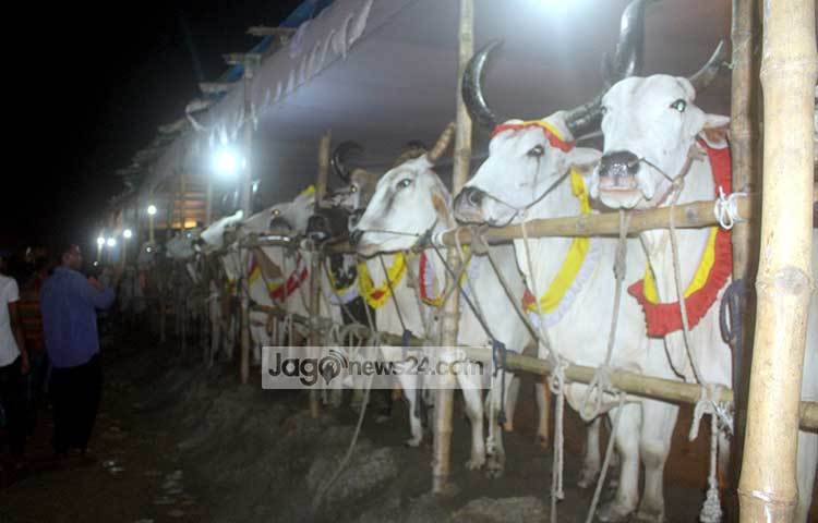 কোরবানির জন্য শেষ মুহূর্তের পশু কেনায় ব্যস্ত নগরবাসী। পছন্দের পশু কিনতে তারা এক হাট থেকে অন্য হাটে ছুটছেন। ছবি : বিপ্লব দিক্ষিৎ