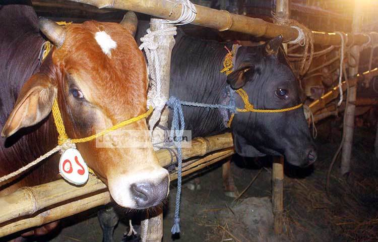 শাহজাহানপুরের পশুর হাটে দেশের বিভিন্ন স্থান থেকে গরু নিয়ে এসেছেন ব্যবসায়ীরা। ছবি : বিপ্লব দিক্ষিৎ