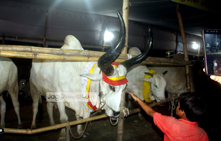 বড় শিংওয়ালা গরু দেখছে এক শিশু। শিং দেখে সত্যিই শিশুটি অবাক হয়েছে। ছবি : বিপ্লব দিক্ষিৎ