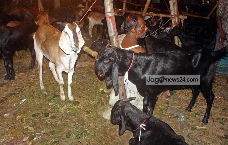 গরুর পাশাপাশি বিভিন্ন জাতের ছাগলও এসেছে কোরবানির পশুর হাটে। ছবি : বিপ্লব দিক্ষিৎ