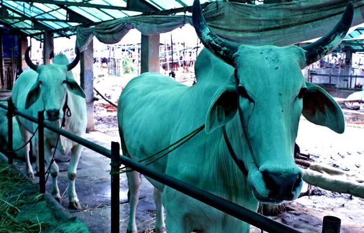 দেশের নানা প্রান্ত থেকে এসব গরু নিয়ে আসছেন ব্যবসায়ীরা। ছবি : বিপ্লব দিক্ষিৎ
