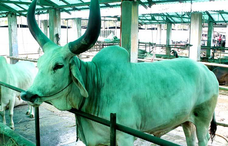 আর কিছুদিনের মধ্যেই জমে উঠবে গাবতলীর কোরবানির গরুর হাট। ছবি : বিপ্লব দিক্ষিৎ