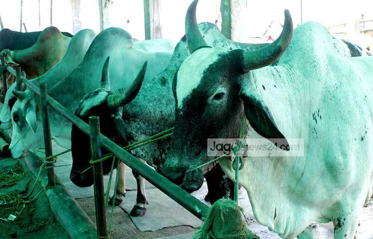 ব্যবসায়ীরা আশা করছেন, এবারও তারা গরুর ভালো দাম পাবেন। ছবি : বিপ্লব দিক্ষিৎ