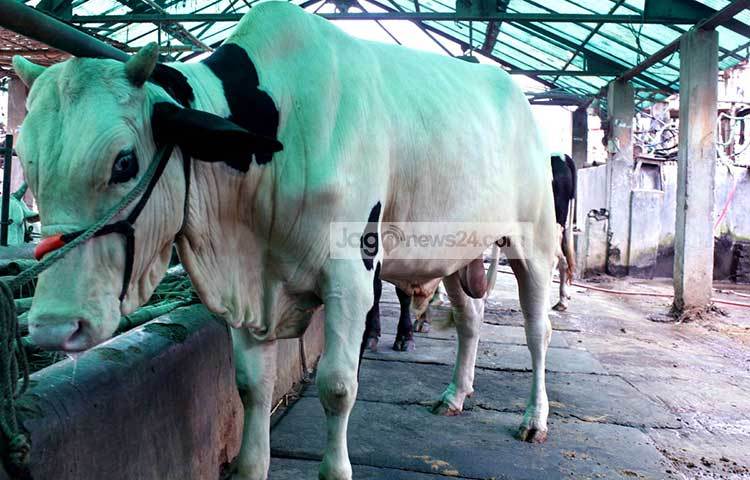 এখন গাবতলীতে আসা এ গরুগুলোর পরিচর্যা করছে ব্যবসায়ীরা। ছবি : বিপ্লব দিক্ষিৎ