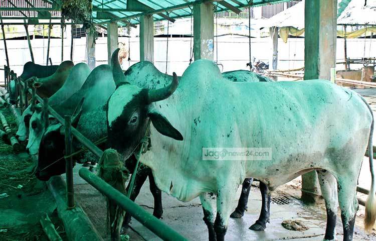 আশা করা হচ্ছে, এবারও দেশি গরু দিয়ে কোরবানির বাজারের চাহিদা পূরণ হবে। ছবি : বিপ্লব দিক্ষিৎ