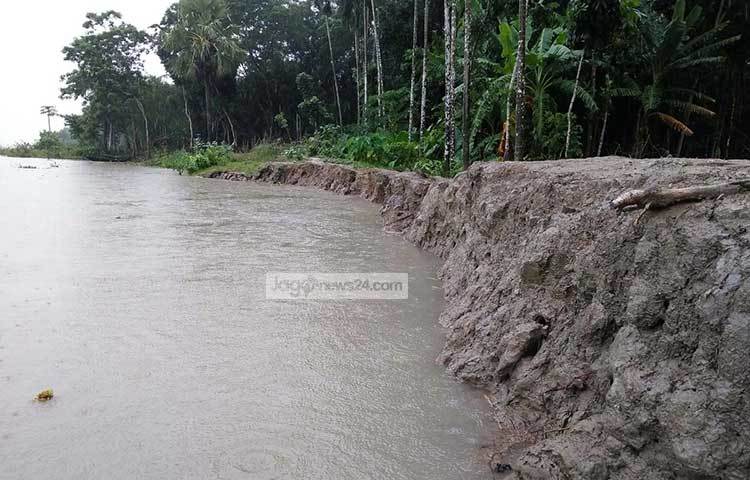 অনবরত ভাঙছে কঁচা নদী। ঘর-বাড়ি নদীর বুকে বিলীন হয়ে যাওয়ায় নিঃস্ব হচ্ছে মানুষ। ছবি : হাসান মামুন
