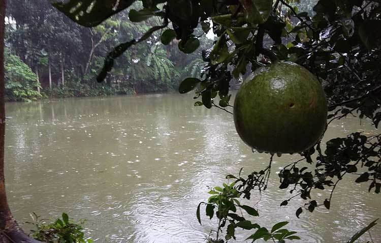 শরতের হালকা বৃষ্টিতে ভিজছে প্রকৃতি। পুকুরের শান্ত জলে টুপটাপ ঝরছে বৃষ্টির ফোঁটা। পটুয়াখালীর দশমিনার মাছুয়াখালী গ্রাম থেকে ছবিগুলো তুলেছেন মাসুদ রানা।