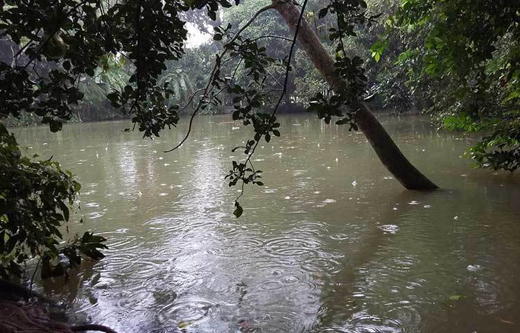 এমন বৃষ্টি মনকে আকুল করে তোলে। বৃষ্টি বন্দনায় প্রকৃতিপ্রেমীর বিভোর হয়ে যায়। ছবি : মাসুদ রানা