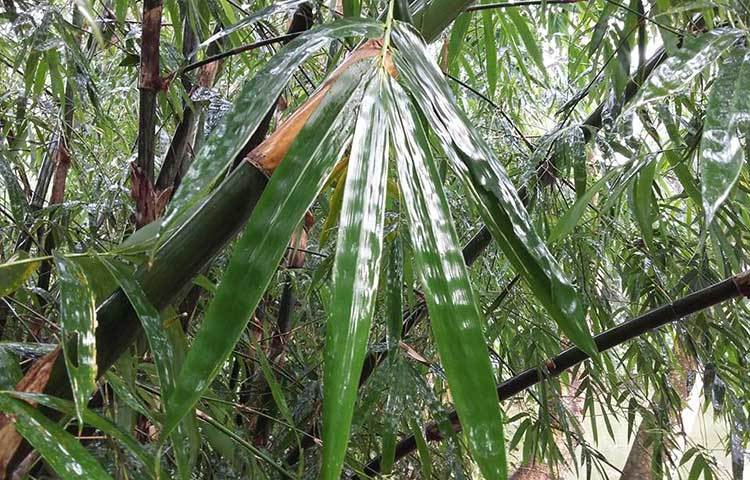 বৃষ্টি ভেজা বাঁশপাতা। বৃষ্টিতে ভিজের আরো সবুজ ও সতেজতা লাভ করেছে। ছবি : মাসুদ রানা