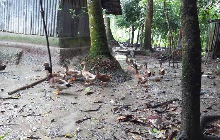 ভিজেছে ধরণী শরতের বৃষ্টিতে। হাঁসগুলো ছুটছে খাদ্যের সন্ধানে। ছবি : মাসুদ রানা