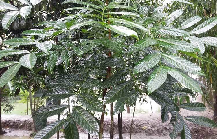 বৃষ্টির জলে ভিজে হাসছে মেহগনির সবুজ পাতারা। এই হাসি অমলিন থাক। ছবি : মাসুদ রানা