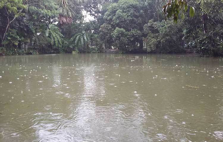 ‘আয় বৃষ্টি ঝেপে, ধান দেবো মেপে’-শরতের এই বৃষ্টিতে এমন ছড়া কাটতে ইচ্ছে করে। ছবি : মাসুদ রানা