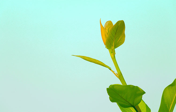 বটবৃক্ষে নতুন পাতা গজাচ্ছে। সূর্যের সোনালি আলোয় চিকচিক করছে কচি পাতাগুলো। ক্লান্তিতে ভরা মন এ দৃশ্য দেখলে চনমনে হয়ে যাবে। ছবি : হাফিজুর রহমান