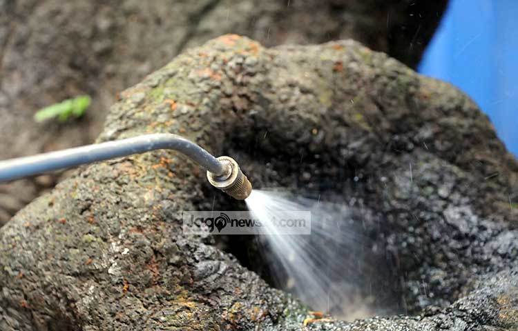 গাছের ফাঁক-ফোকড়ে মশক নিধনের ঔষধ স্প্রে করা হচ্ছে। তাছাড়া জনসচেতনতা সৃষ্টির জন্য ওয়ার্ডভিত্তিক লিফলেট বিতরণ কার্যক্রম চলবে। ছবি : বিপ্লব দিক্ষিৎ