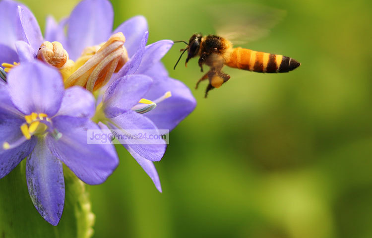 ভ্রমরটি গুনগুন করে উড়ছে। ফুলের সৌন্দর্যে মুগ্ধ হয়ে ছুটে এসেছে এ ভ্রমর, এ যেন প্রকৃতির মায়াময় বন্ধন। ছবি : হাফিজুর রহমান