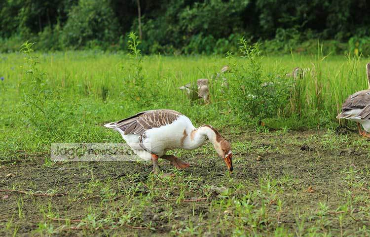 সবুজ মাঠের বুকে ঘুরে বেড়াচ্ছে রাজহাঁসগুলো। চারদিকে সবুজে ঘেরা এই দৃশ্য দেখলে চোখজুড়িয়ে যায়। ছবি : হাফিজুর রহমান