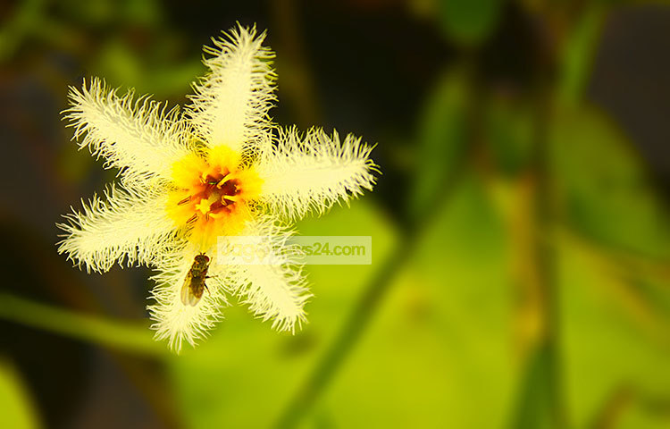 ‘কী নাম তোমার ফুল?’- নাম না জানা এই ফুলটিকে দেখে তার নাম জানতে ইচ্ছে। ফুল হচ্ছে প্রকৃতির শ্রেষ্ঠ উপহার। ছবি : হাফিজুর রহমান