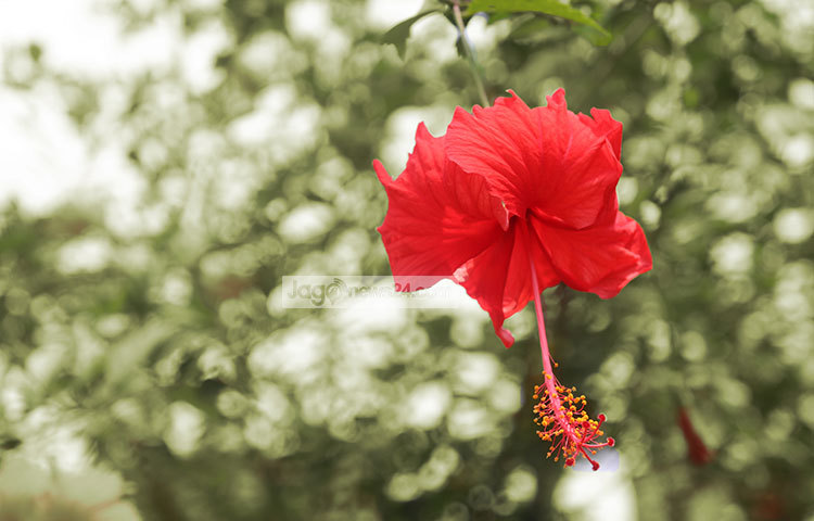 যে ফুলের দিকে তাকালেই মন ভালো হয়ে যায় তার নাম রক্তজবা। প্রকৃতিতে সৌন্দর্য বর্ধন ছাড়াও জবা ফুলের অনেক ভেষজ গুণ রয়েছে। বিভিন্ন রোগের প্রতিষেধক হিসেবে জবা ফুল চমৎকার কাজ করে। ছবি : হাফিজুর রহমান