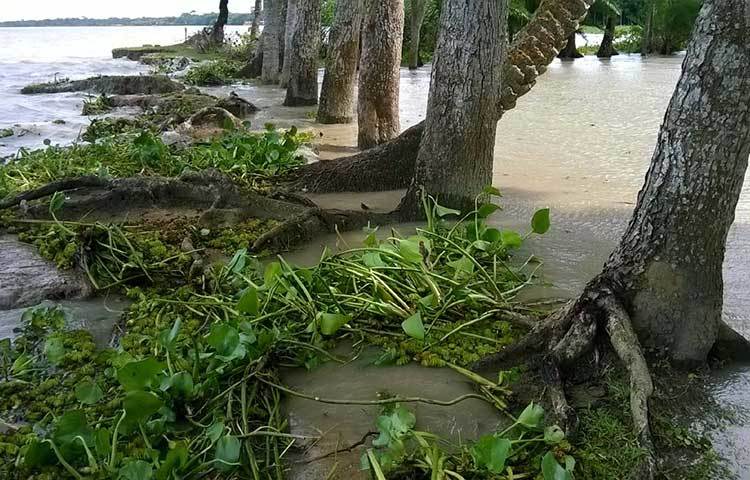 স্বাভাবিক জোয়ারের চেয়ে প্রায় তিন ফুট পানি বৃদ্ধির ফলে বাড়ছে পিরোজপুরের কঁচা, বলেশ্বর, সন্ধ্যা ও কালিগঙ্গা নদীর পানি। ছবি : হাসান মামুন