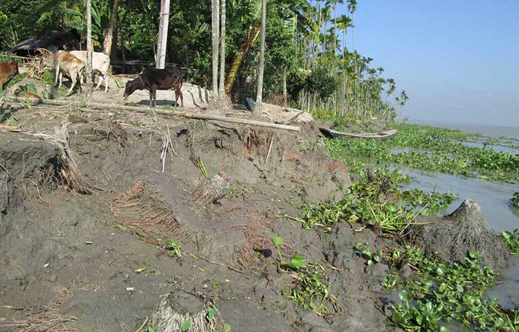 প্রতিদিনই এভাবে ভাঙছে নদী। নদীর পাড়ের মানুষ ভাঙন নিয়ে চরম আতঙ্কের মধ্যে রয়েছে। ছবি : হাসান মামুন