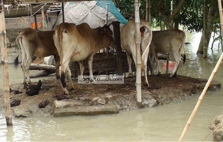 মানুষের পাশাপাশি গবাদি পশুরাও পানিবন্দি হয়ে পড়েছে। বুধবার (১২ জুলাই) সকালে বাহাদুরাবাদ ৬ পয়েন্টে যমুনার পানি বিপদসীমার ৭৬ সেন্টিমিটার উপর দিয়ে প্রবাহিত হচ্ছিল। ছবি : শুভ্র মেহেদী