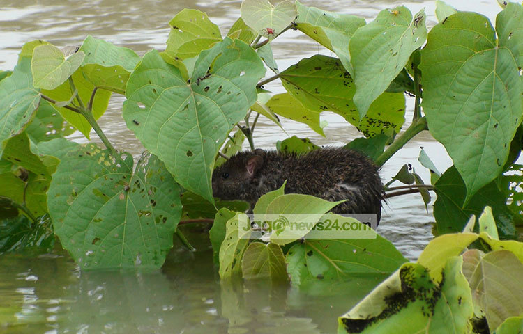 চারদিক ডুবে যাওয়ায় ডুবে যাওয়ায় ইঁদুরটি আশ্রয়হীন হয়ে পড়েছে। তাই সে গাছের ডালে উঠে জীবন বাঁচাতে চেষ্টা করছে। ছবি : শুভ্র মেহেদী