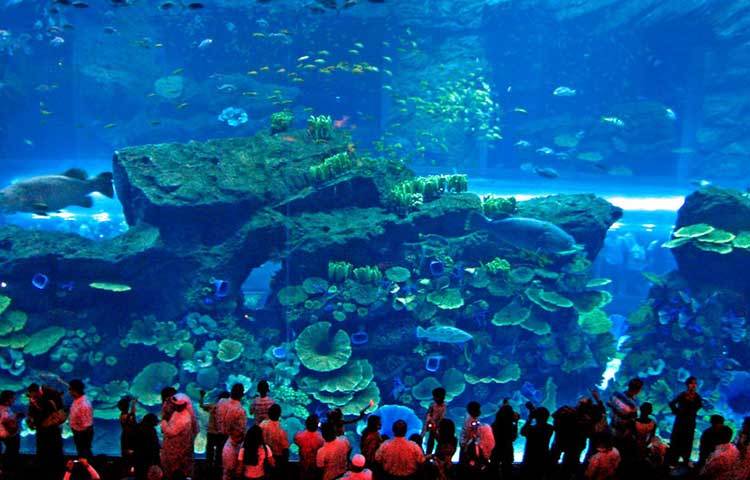 দুবাই মল অ্যাকুরিয়াম : দুবাইয়ের এই অ্যাকুরিয়ামটি সবচেয়ে বেশি প্রাকৃতিক সৌন্দর্যে ভরপুর।
