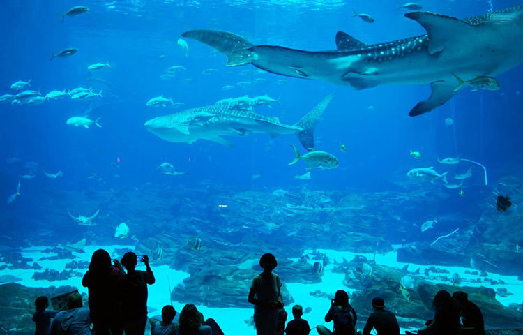 জর্জিয়া অ্যাকুরিয়াম, আটলান্টা : এটি বিশ্বের সবচেয়ে বড় অ্যাকুরিয়াম। এর সামনে দাঁড়ালে মনে হবে সমুদ্রের তলদেশের সব কিছু খুব কাছ থেকে দেখছি।